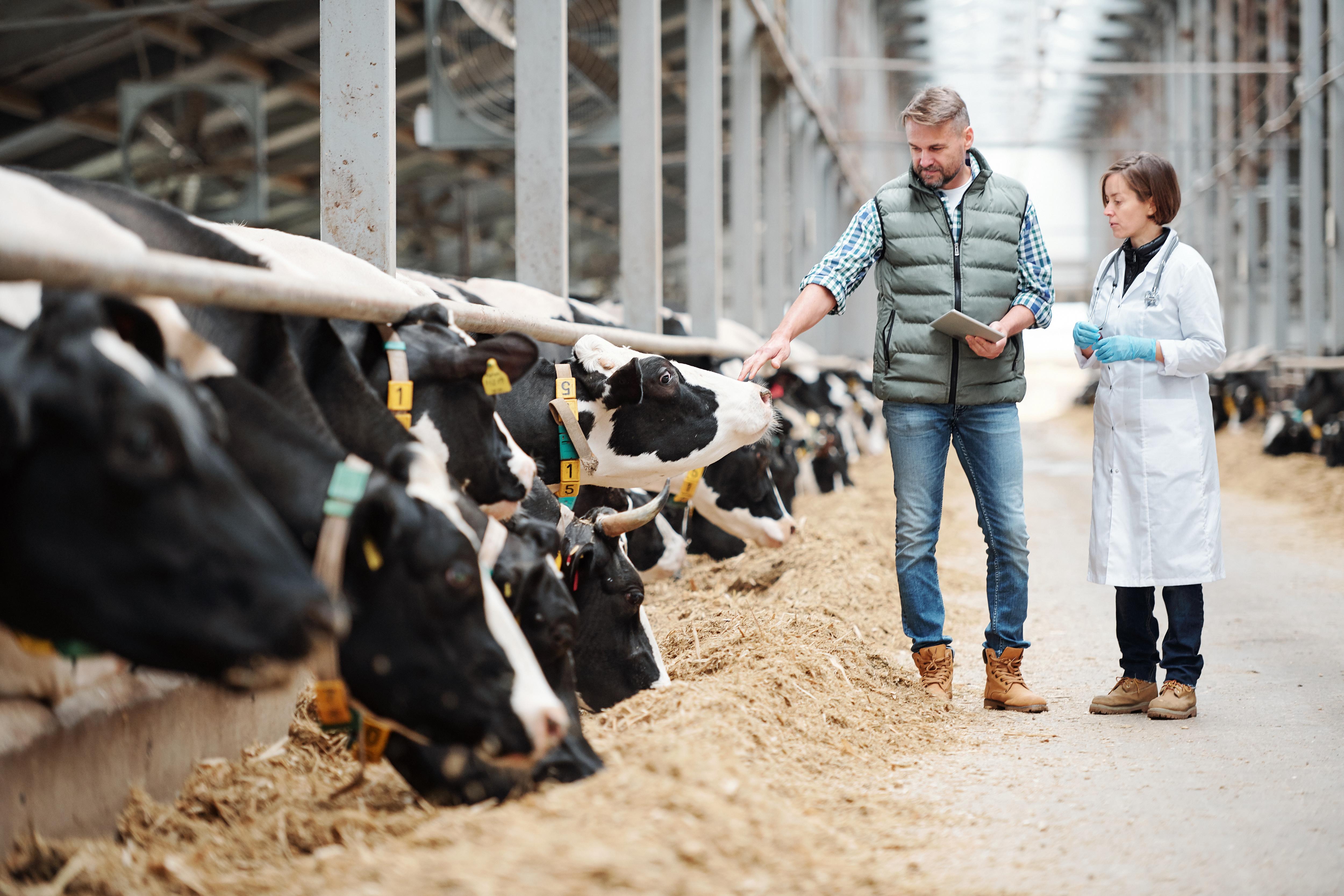 SAP Dairy Management by msg