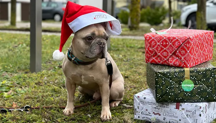 Hund mit Weihnachtsmütze von msg sitzt neben einem Stapel mit Geschenken Hund mit Weihnachtsmütze von msg sitzt neben einem Stapel mit Geschenken