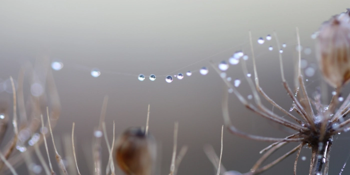 Tau-auf-Knospen