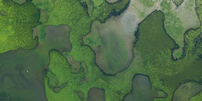 Biodiversity in the financial sector – relevance, risks and regulation