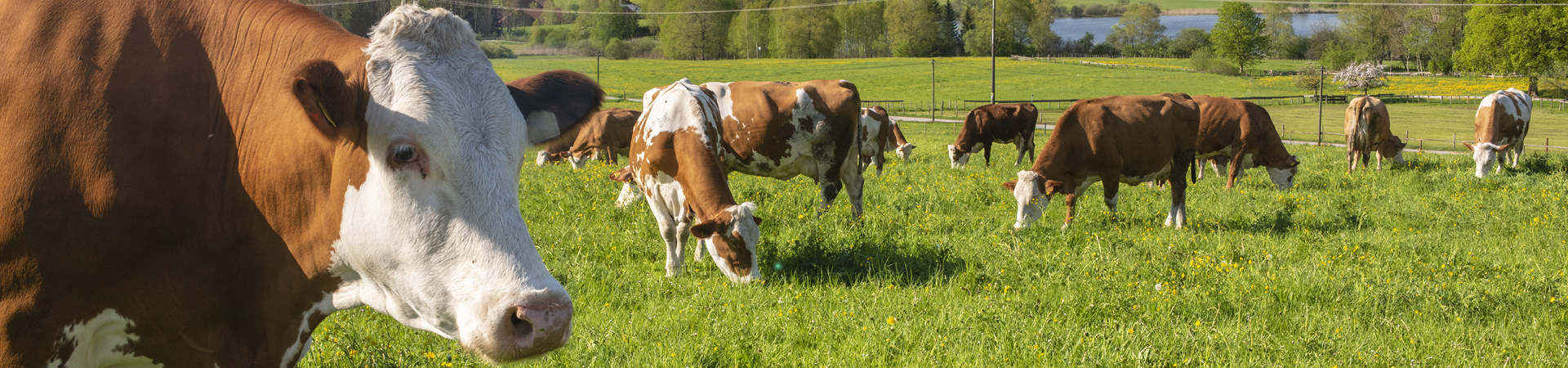 FOOD INSIGHTS 2022 – SAP Dairy Management by msg – Die SAP S/4HANA Branchenlösung für die Milchwirtschaft